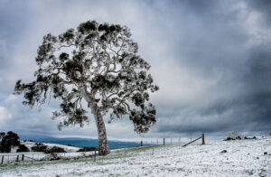 ‘Winter Merrijig Tree’ stands as a sentinel to the vast mountain landscape and signals the changes in the seasons.